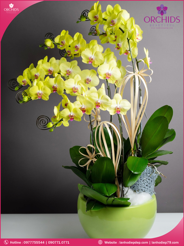 Chậu hoa lan hồ điệp vàng 7 cành