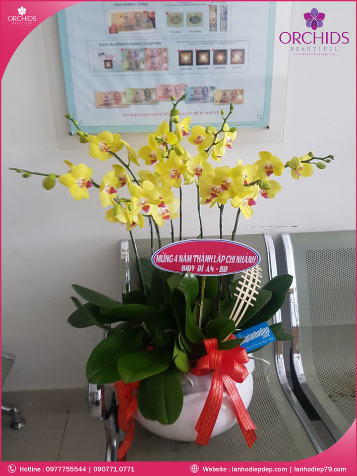 Chậu hoa lan hồ điệp vàng 7 cành