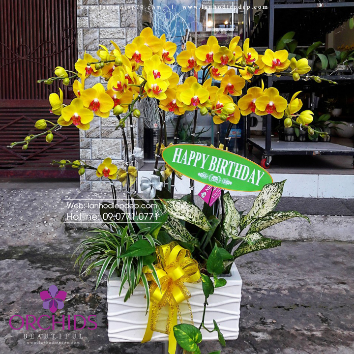 Chậu lan hồ điệp 8 cành hoa màu vàng mít siêu đẹp