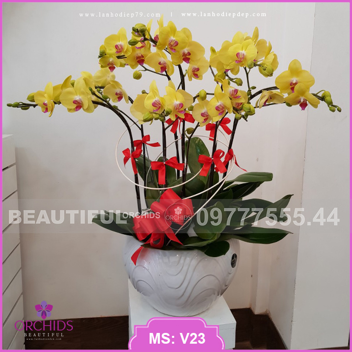 Chậu hoa lan hồ điệp vàng 8 cành phù hợp tặng khai trương, làm quà tặng chúc mừng sinh nhật