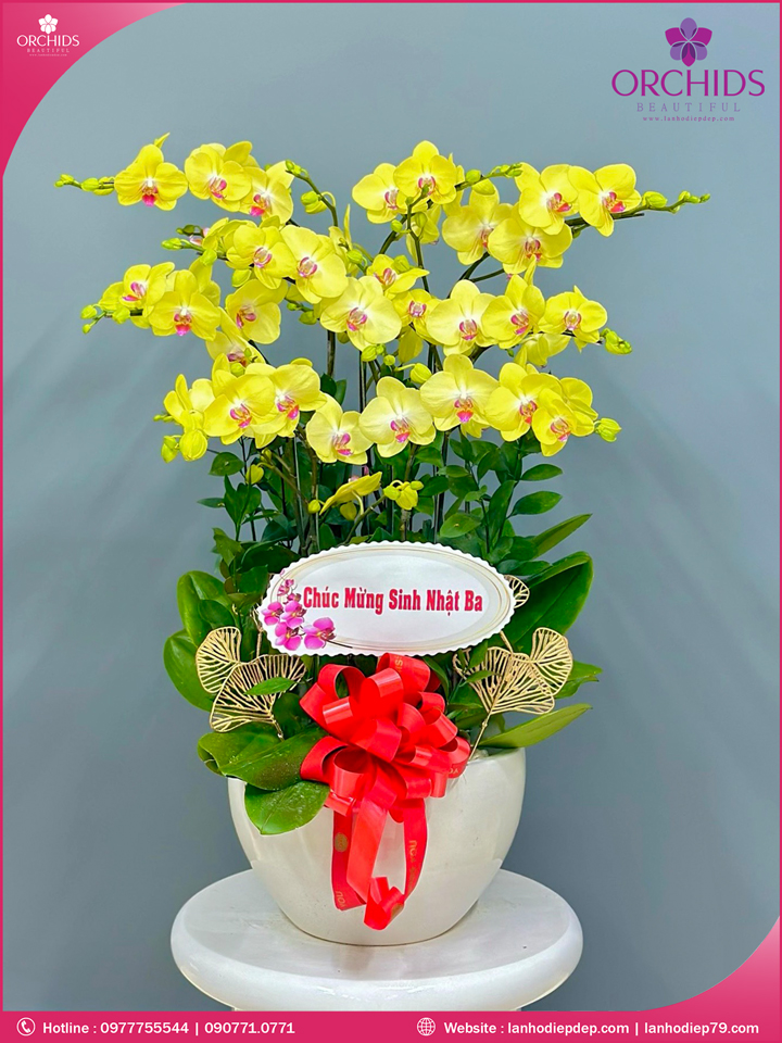 Chậu hoa lan hồ điệp vàng 8 cành