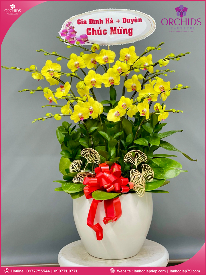 Chậu hoa lan hồ điệp vàng 8 cành