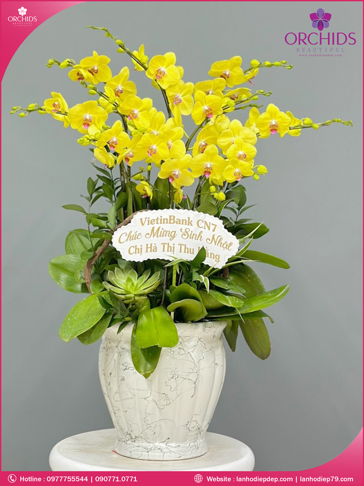Chậu hoa lan hồ điệp vàng 8 cành