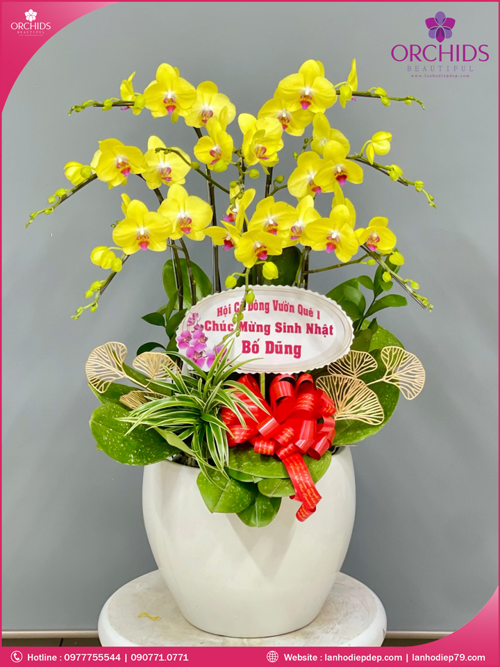 Chậu hoa lan hồ điệp vàng 8 cành