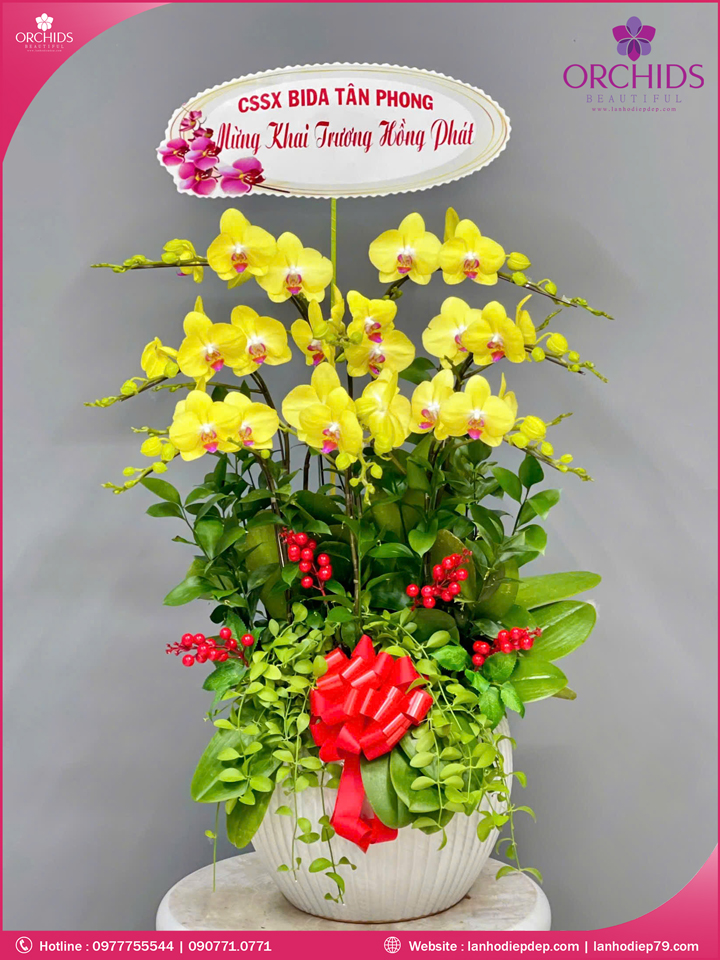 Chậu hoa lan hồ điệp vàng 8 cành