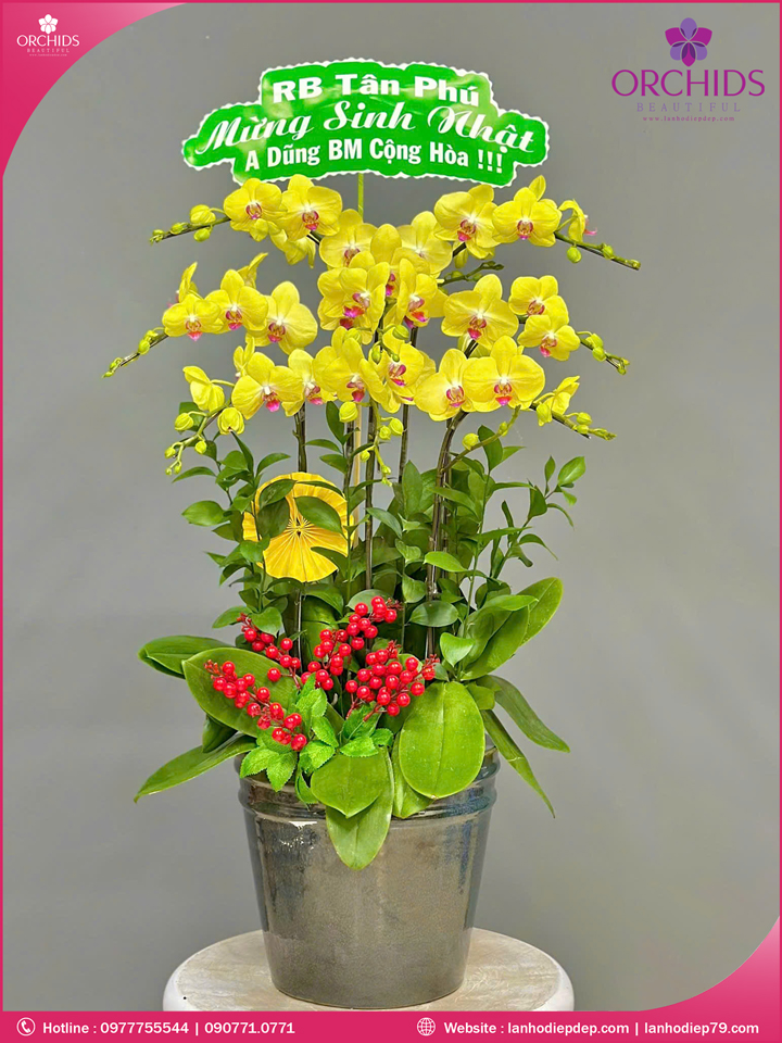 Chậu hoa lan hồ điệp vàng 8 cành
