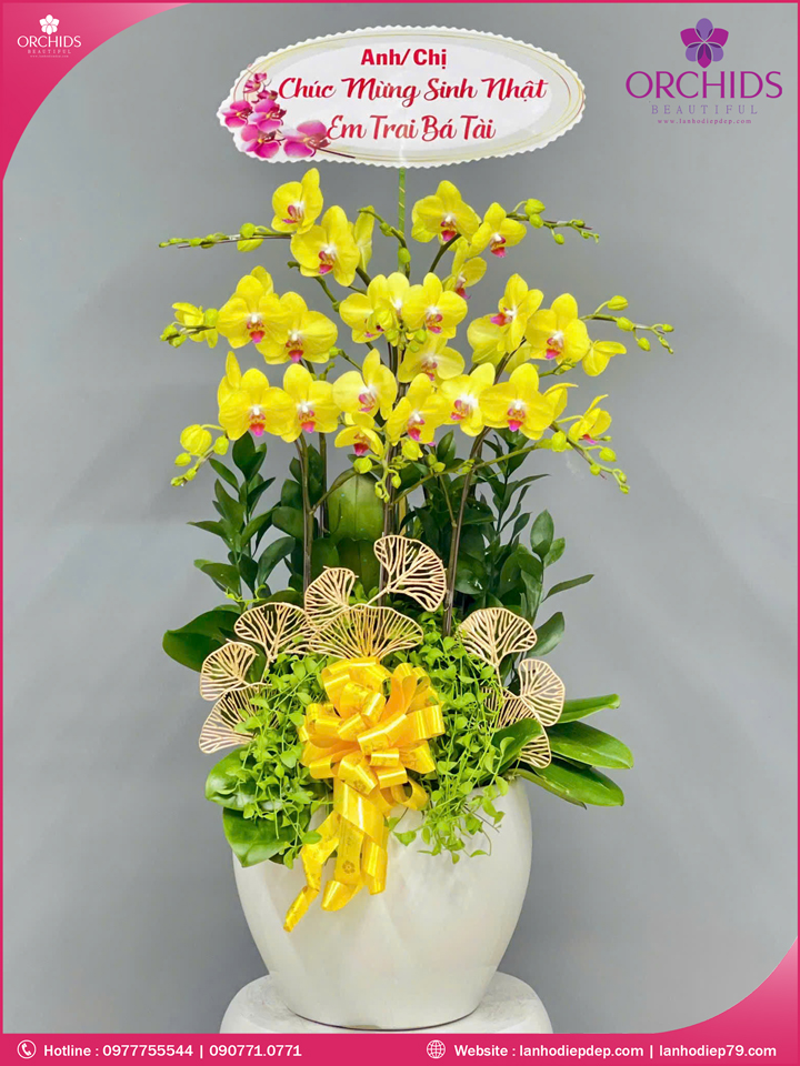 Chậu hoa lan hồ điệp vàng 8 cành