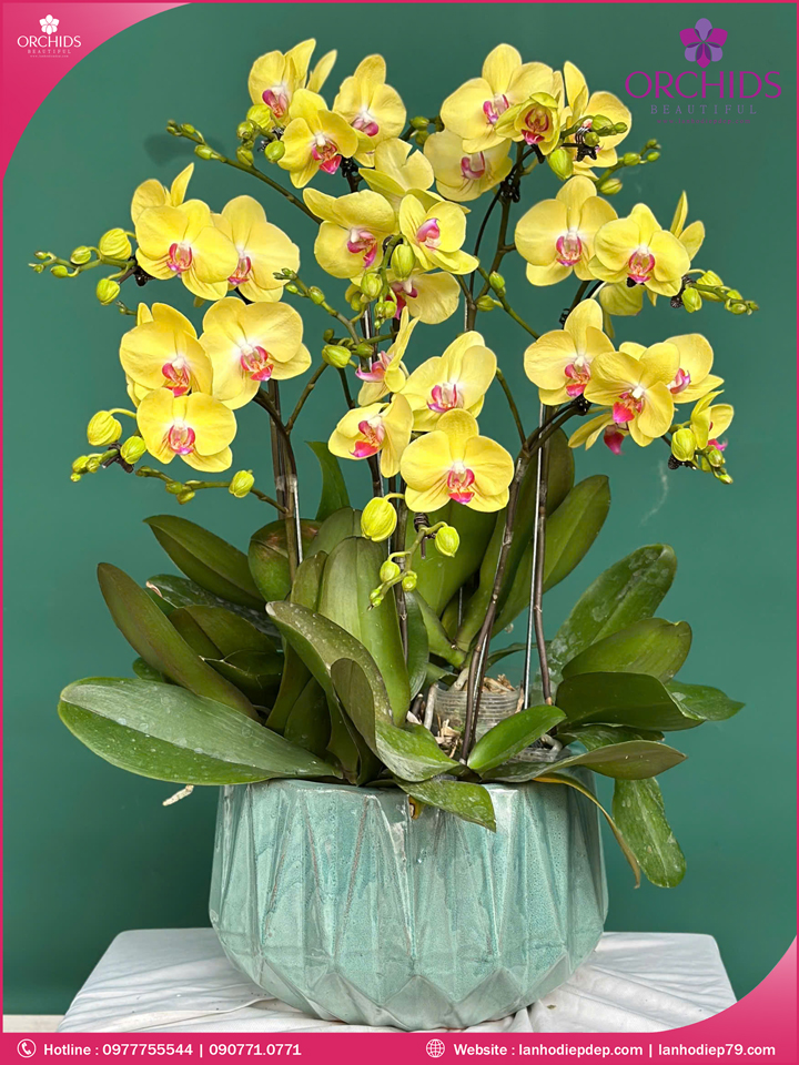 Chậu hoa lan hồ điệp vàng 8 cành