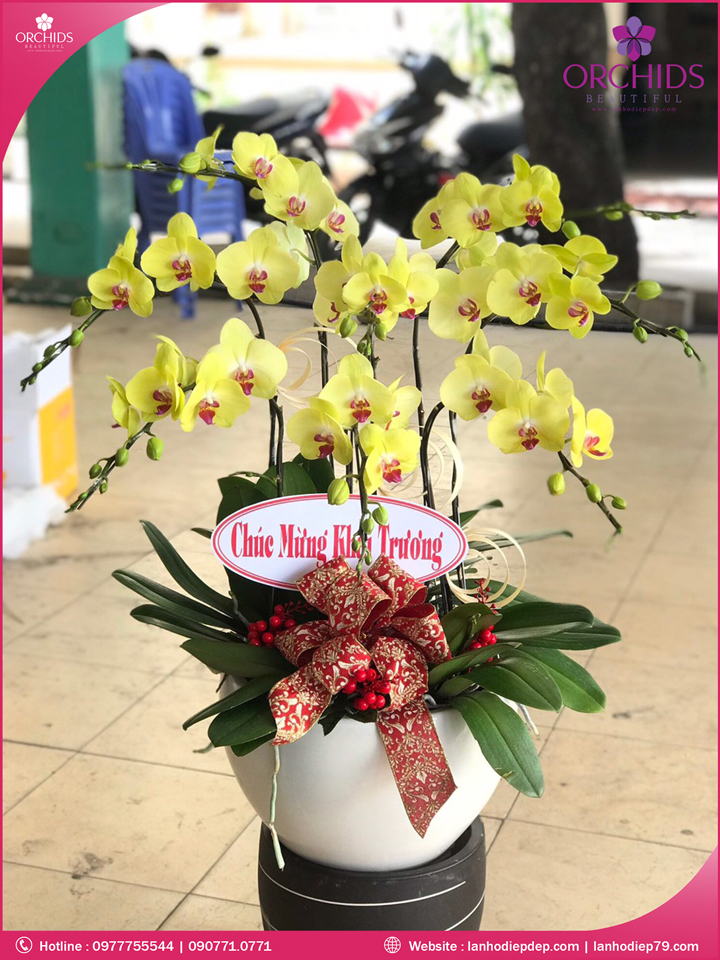 Chậu hoa lan hồ điệp vàng 8 cành