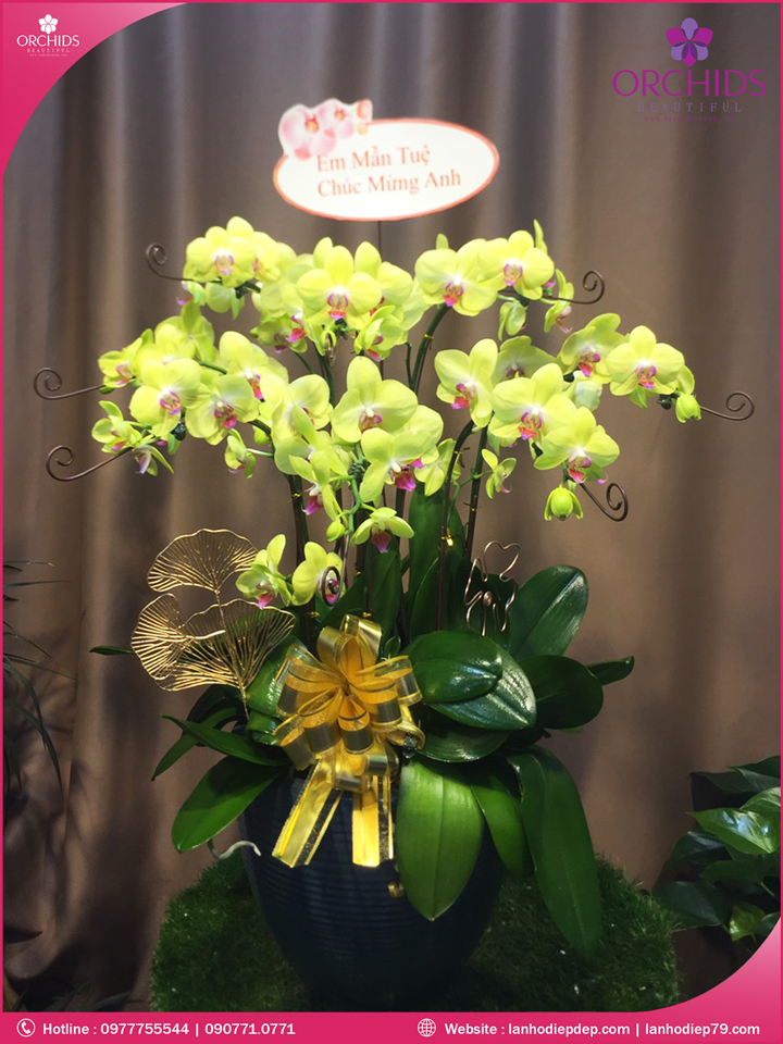 Chậu hoa lan hồ điệp vàng 8 cành