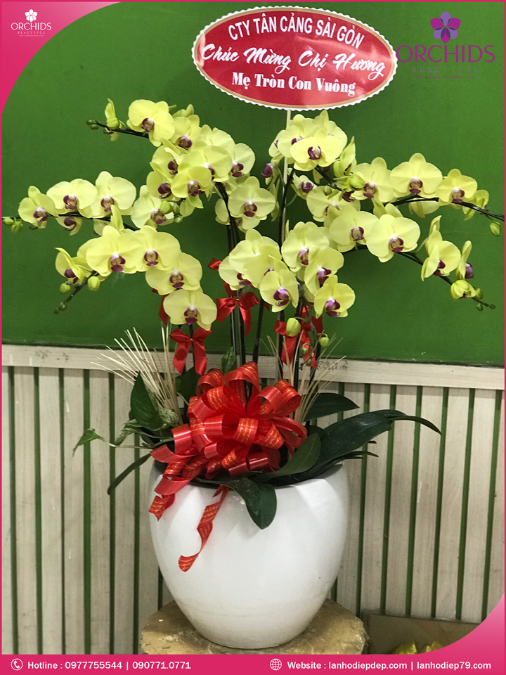 Chậu hoa lan hồ điệp vàng 8 cành