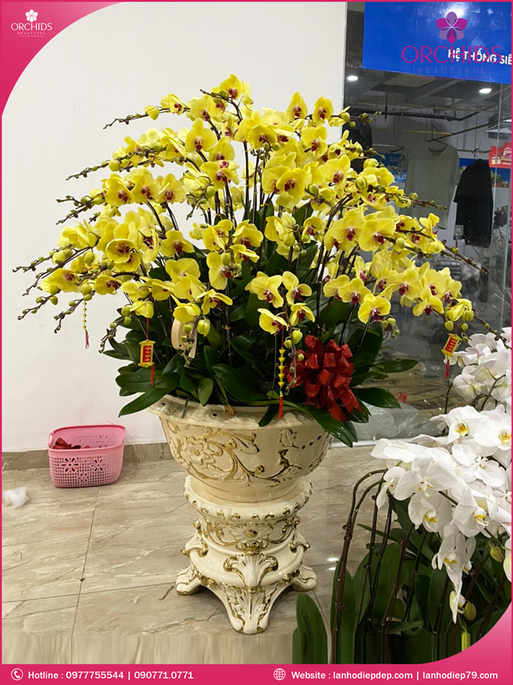 Chậu hoa lan hồ điệp vàng 86 cành