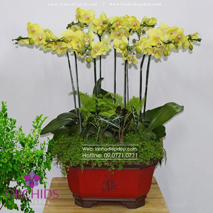 Chậu hoa lan hồ điệp vàng 9 cành