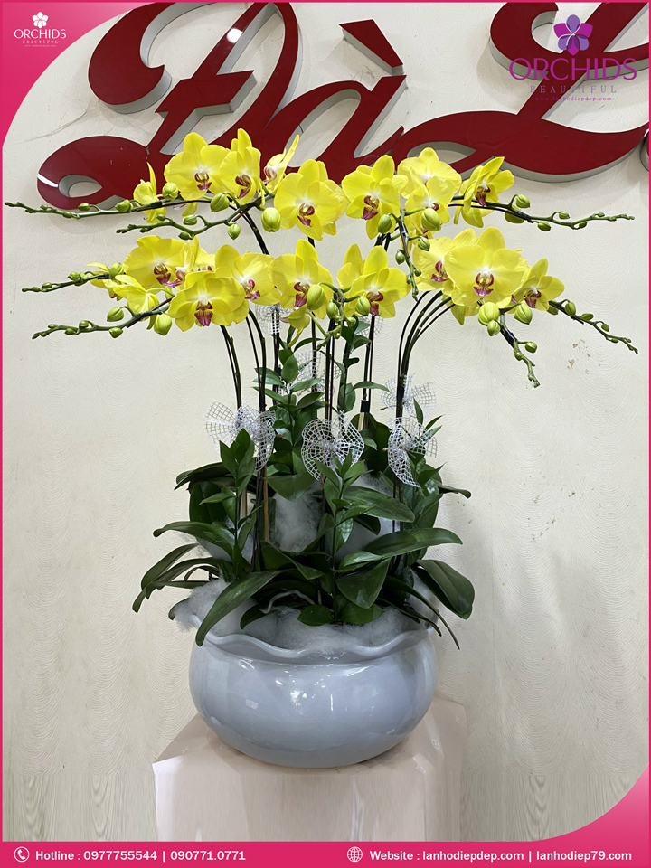 Chậu hoa lan hồ điệp vàng 9 cành