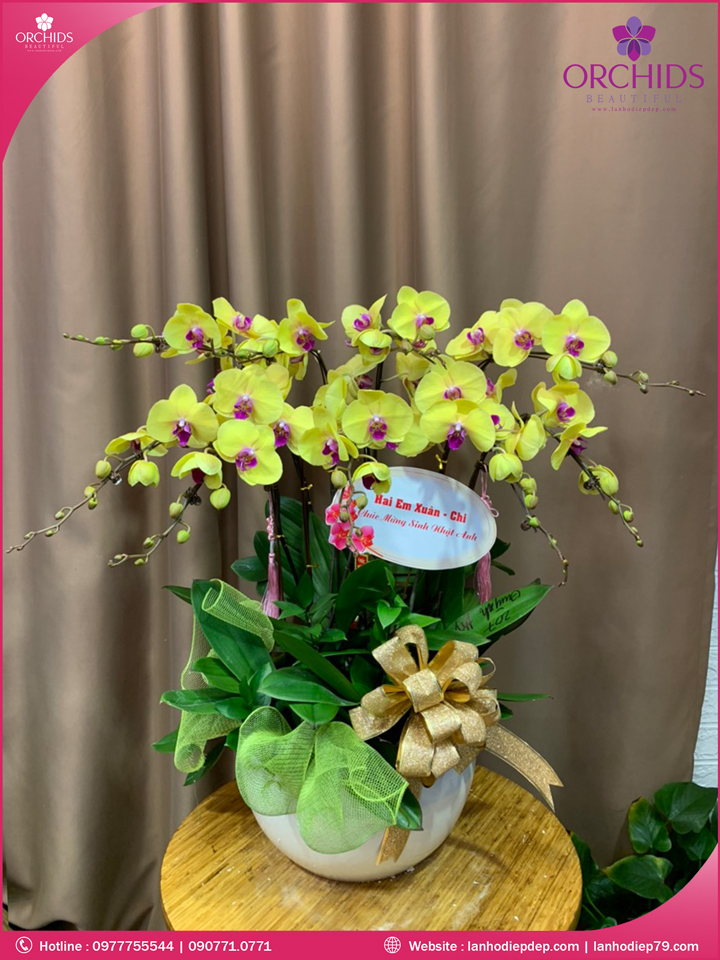 Chậu hoa lan hồ điệp vàng 9 cành