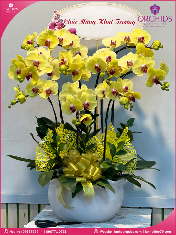 Chậu hoa lan hồ điệp vàng 9 cành