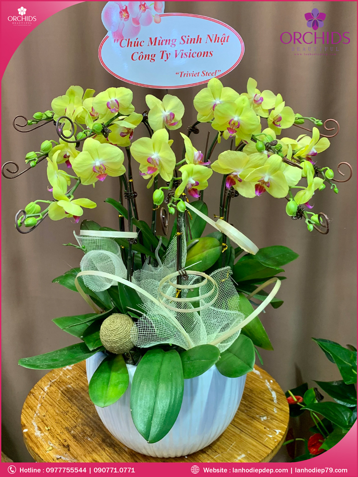 Chậu hoa lan hồ điệp vàng 9 cành