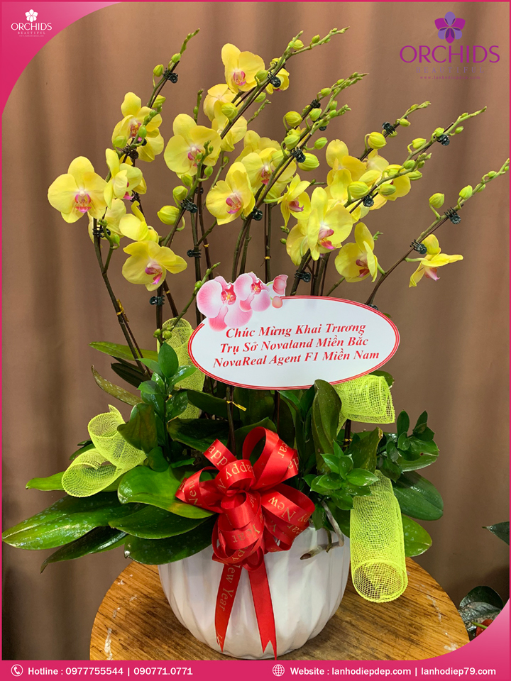Chậu hoa lan hồ điệp vàng 9 cành