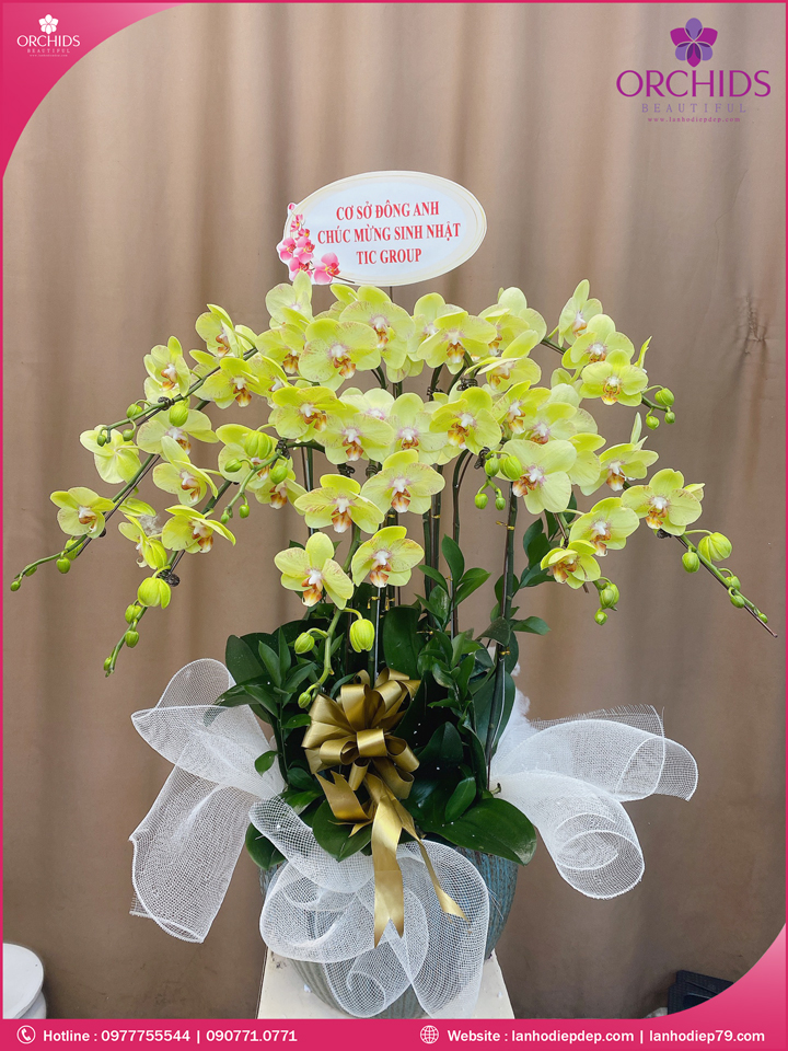 Chậu hoa lan hồ điệp vàng 9 cành