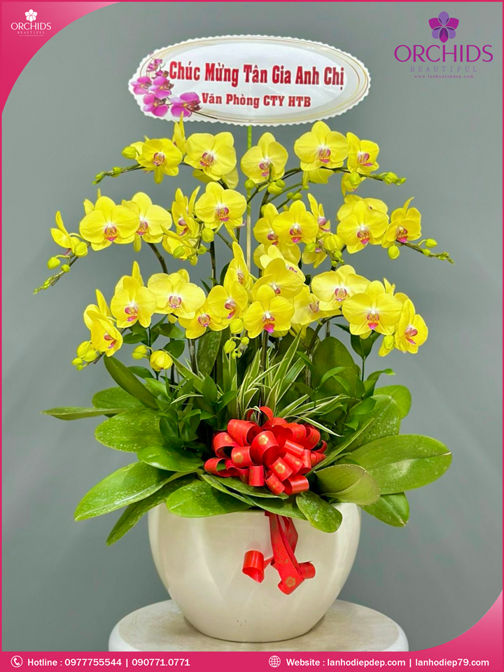 Chậu hoa lan hồ điệp vàng 9 cành