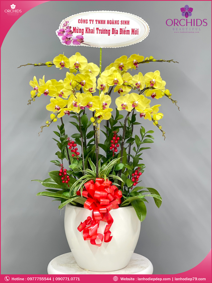 Chậu hoa lan hồ điệp vàng 9 cành