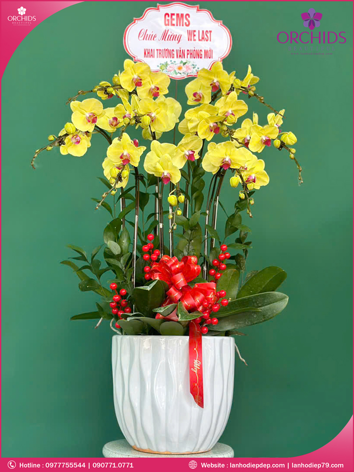 Chậu hoa lan hồ điệp vàng 9 cành