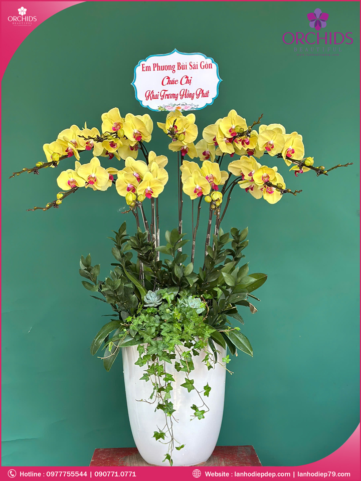 Chậu hoa lan hồ điệp vàng 9 cành
