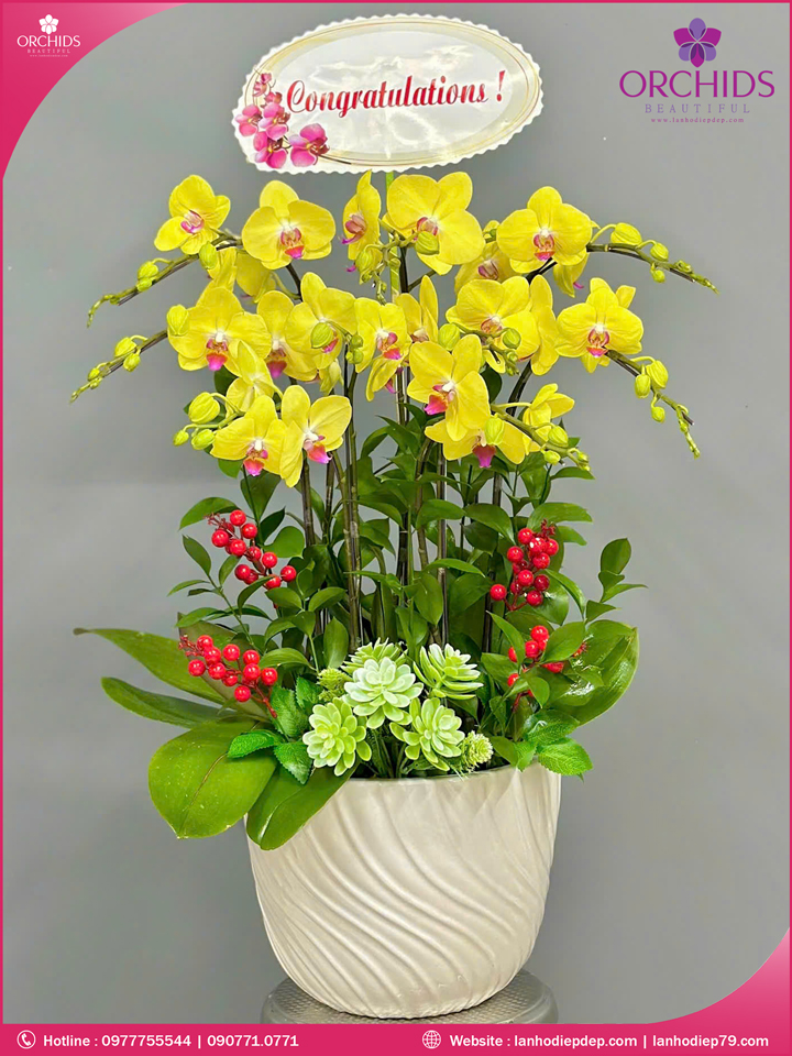 Chậu hoa lan hồ điệp vàng 9 cành