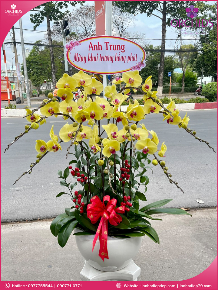 Chậu hoa lan hồ điệp vàng 9 cành