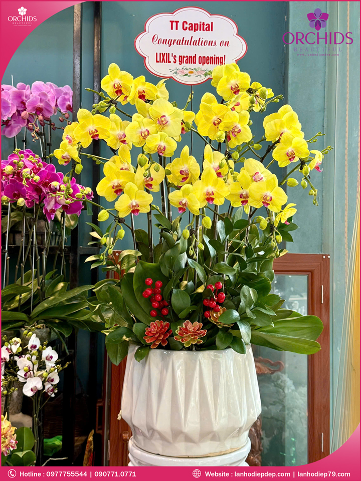 Chậu hoa lan hồ điệp vàng 9 cành