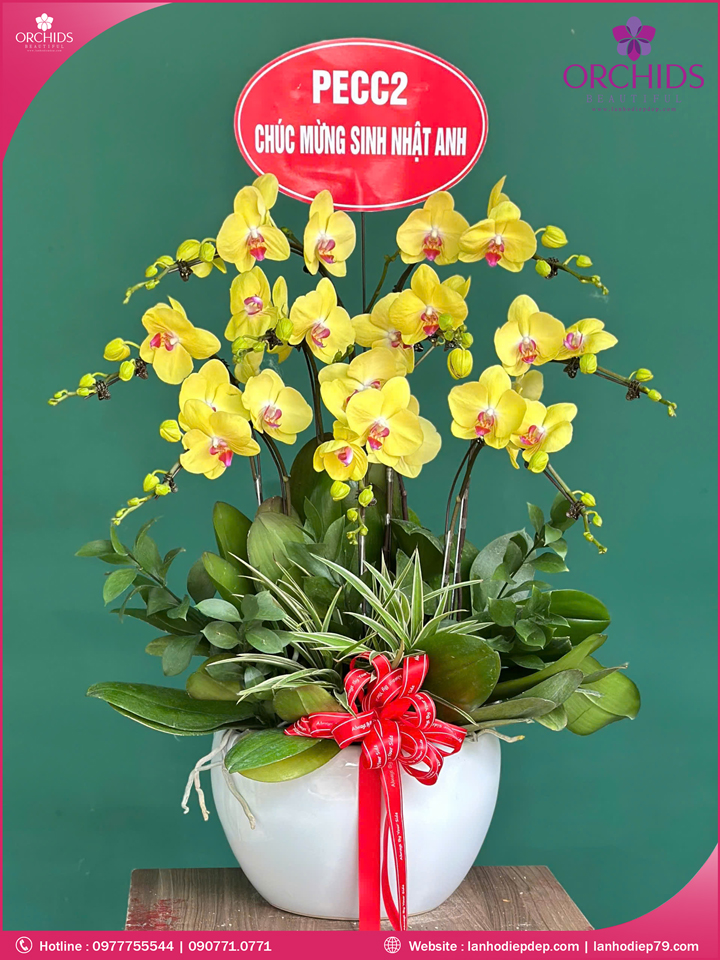 Chậu hoa lan hồ điệp vàng 9 cành