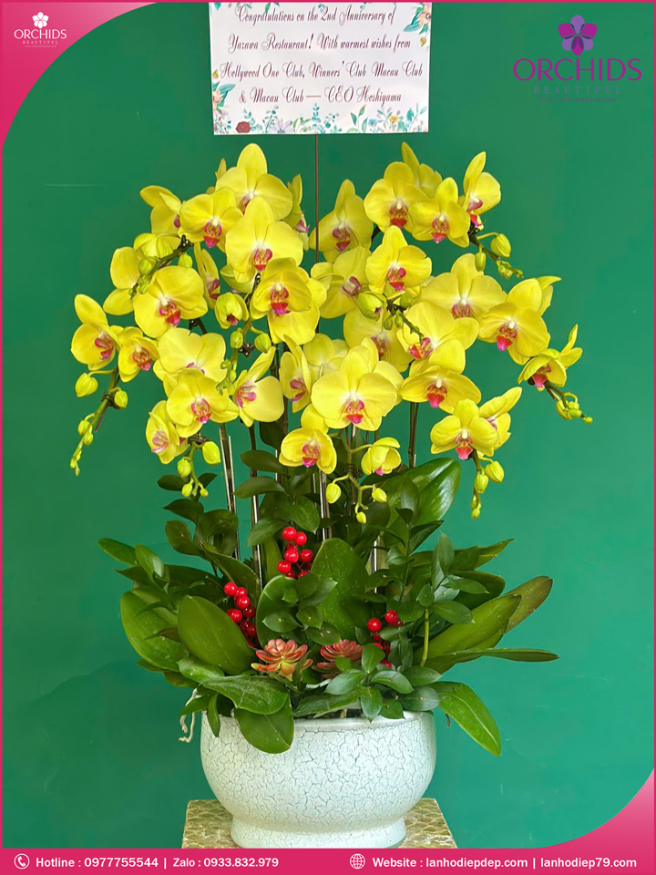 Chậu hoa lan hồ điệp vàng 9 cành V496