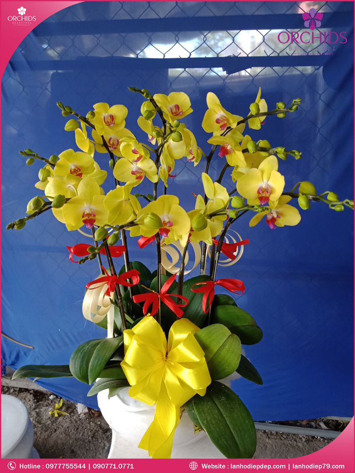 Chậu hoa lan hồ điệp vàng 9 cành