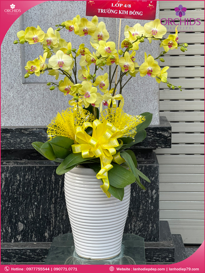 Chậu hoa lan hồ điệp vàng 9 cành