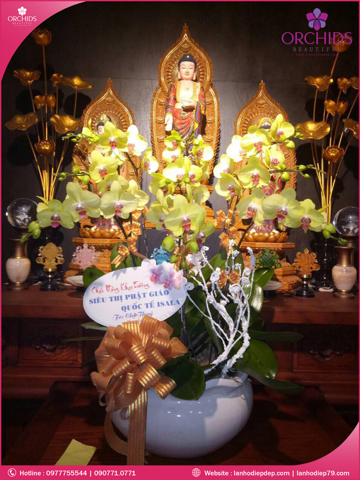 Chậu hoa lan hồ điệp vàng 9 cành