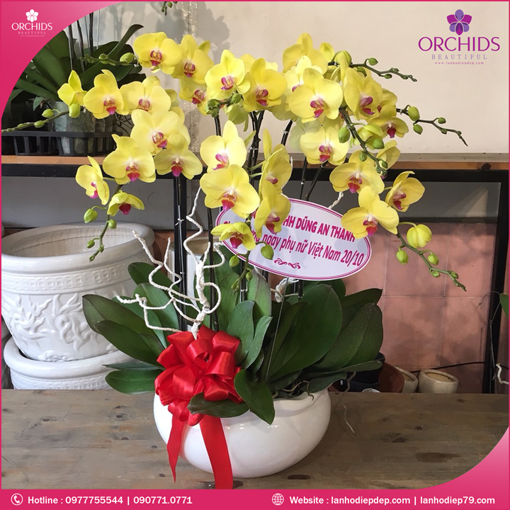 Chậu hoa lan hồ điệp vàng 9 cành
