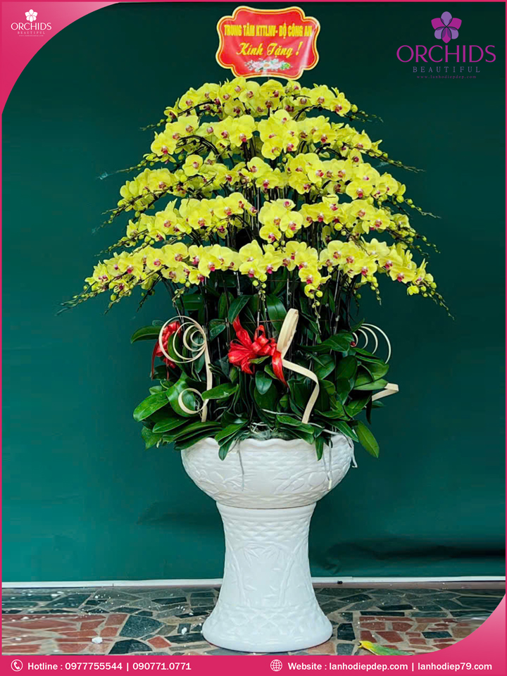 Chậu hoa lan hồ điệp vàng 95 cành