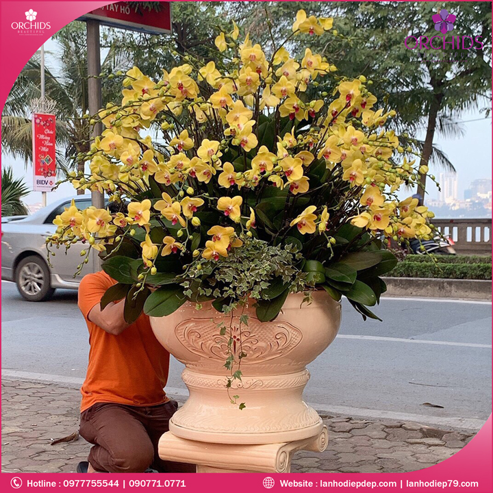 Chậu hoa lan hồ điệp vàng 99 cành