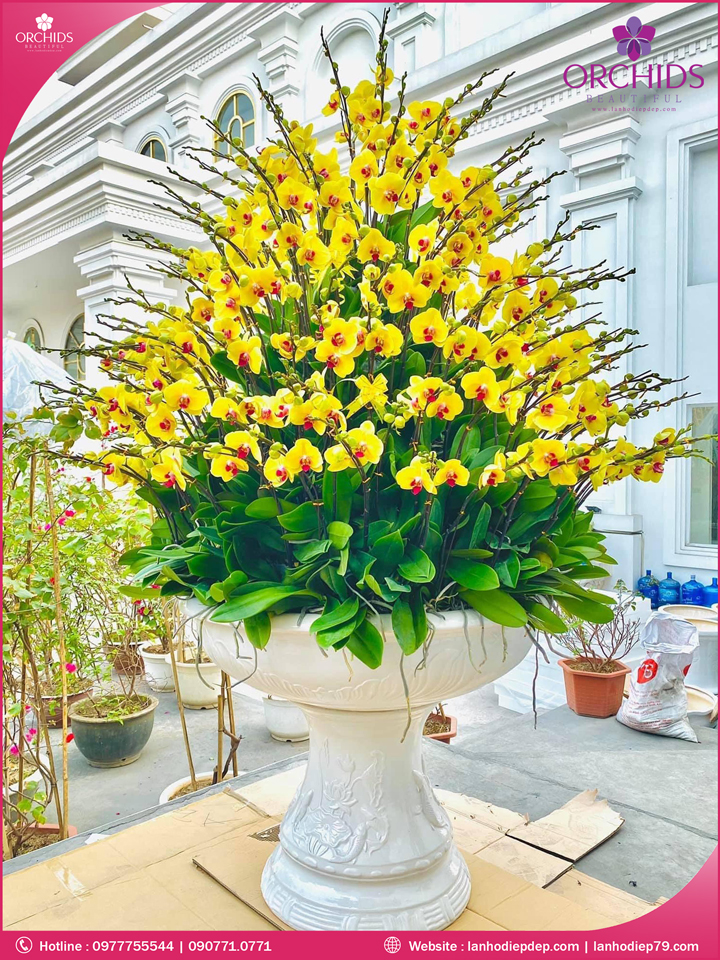 Chậu hoa lan hồ điệp vàng 99 cành