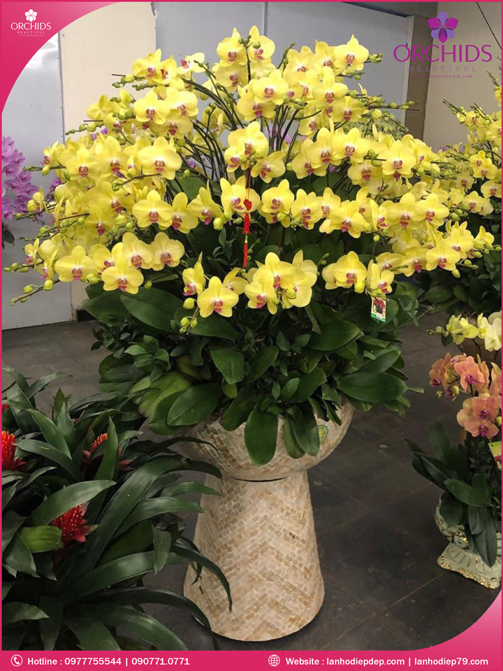 Chậu hoa lan hồ điệp vàng 99 cành