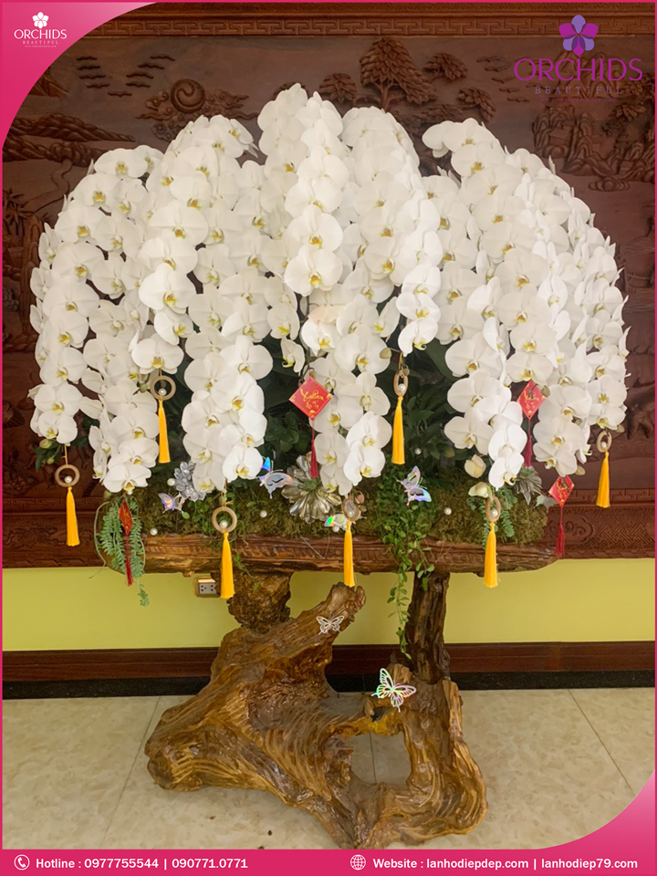 Chậu hoa lan hồ điệp vip nữ hoàng ghép lũa 11 cành