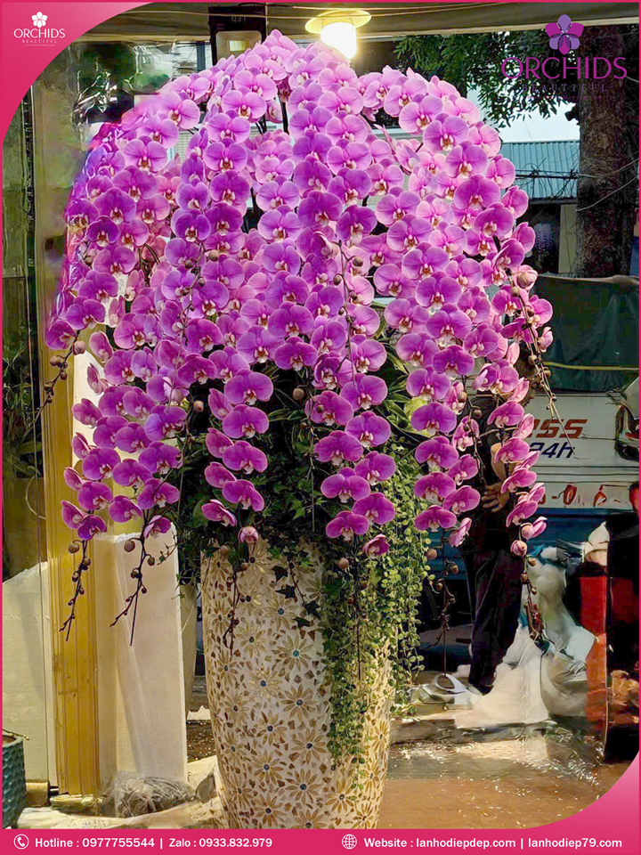 Chậu hoa lan hồ điệp vip nữ hoàng 12 cành