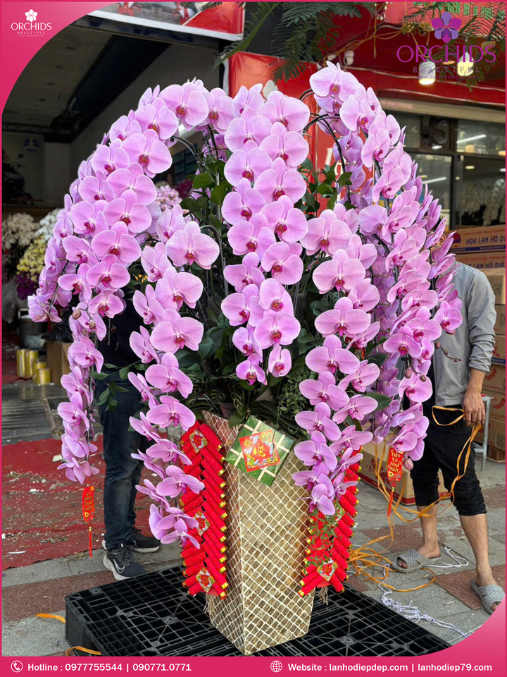 Chậu hoa lan hồ điệp vip nữ hoàng 16 cành