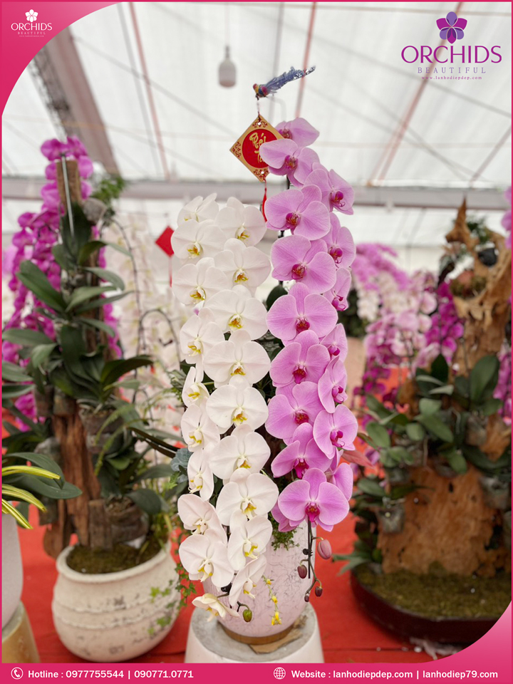 Chậu hoa lan hồ điệp vip nữ hoàng 2 cành
