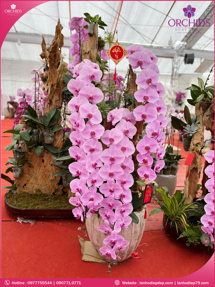 Chậu hoa lan hồ điệp vip nữ hoàng 3 cành