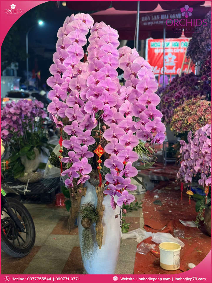 Chậu hoa lan hồ điệp vip nữ hoàng 5 cành