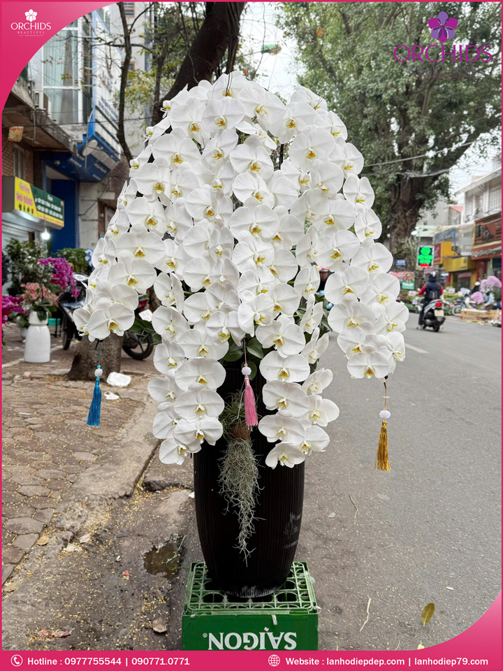 Chậu hoa lan hồ điệp vip nữ hoàng 5 cành