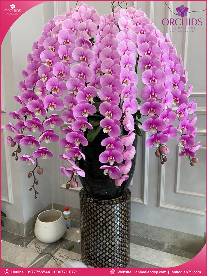 Chậu hoa lan hồ điệp vip nữ hoàng 6 cành
