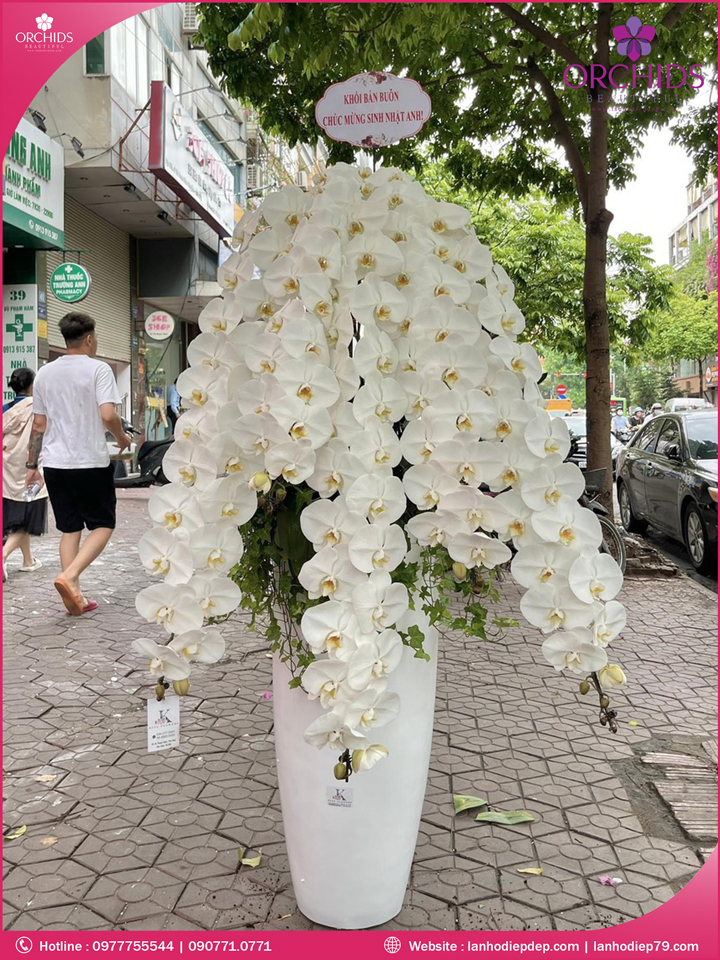 Chậu hoa lan hồ điệp vip nữ hoàng 8 cành