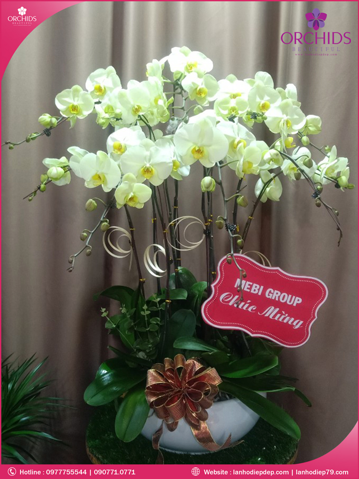 Chậu hoa lan hồ điệp xanh táo 10 cành